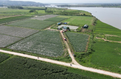 Hiệu quả mô hình trồng dưa chuột theo hướng hữu cơ ứng dụng tưới tự động