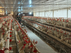 Hiệu quả từ chăn nuôi gà sinh sản kết hợp bổ sung thảo dược  