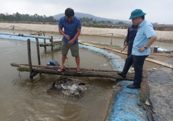 Hiệu quả bước đầu từ mô hình nuôi cá mú trân châu trong ao đất