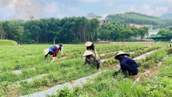 Hướng sinh kế xanh nơi đại ngàn