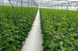 Sản xuất nông nghiệp công nghệ cao hiệu quả