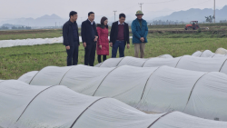 Hướng dẫn chăm sóc, chống rét cho lúa vụ xuân năm 2026