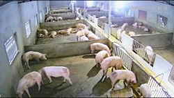 Hiệu quả mô hình nuôi lợn thịt an toàn sinh học tại xã Đông Thành, tỉnh Nghệ An