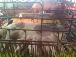 Phát triển kinh tế từ chăn nuôi lợn