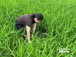 Nghệ An hướng tới mục tiêu kép trong sản xuất lương thực