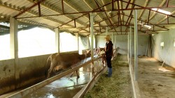 Biện pháp phòng chống nắng nóng hiệu quả cho gia súc