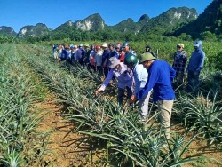 Trung tâm Khuyến nông Nghệ An tổ chức tập huấn cho cán bộ chủ chốt thôn/xóm/bản và nông dân