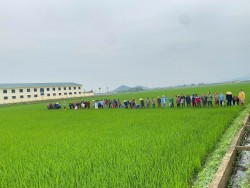 Người họa sỹ đồng quê