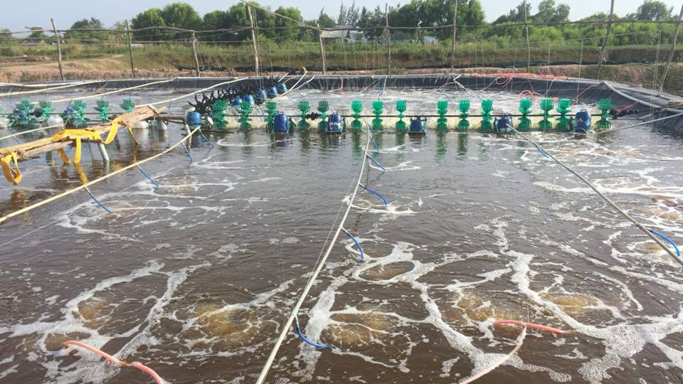 Thực trạng nuôi trồng thủy sản tỉnh Nghệ An hiện nay và một số giải pháp xử lí chất thải, bùn thải nuôi trồng thủy sản.