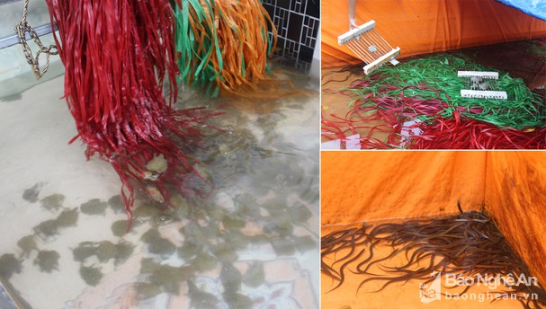 Nông dân Nghệ An nuôi ba ba, lươn sinh sản thu 200 triệu đồng/năm