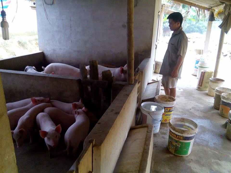 Một số giải pháp chăn nuôi lợn an toàn sinh học