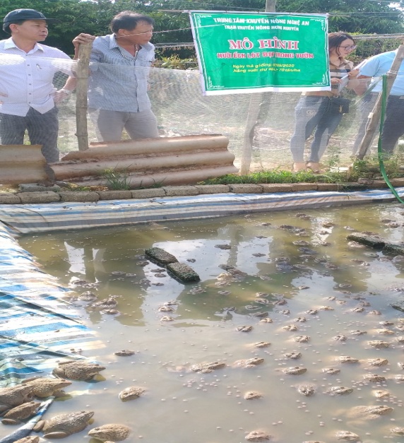 Trung tâm dịch vụ nông nghiệp huyện Hưng Nguyên tổ chức nghiệm thu  mô hình “ Nuôi ếch lót bạt trong vườn nhà”