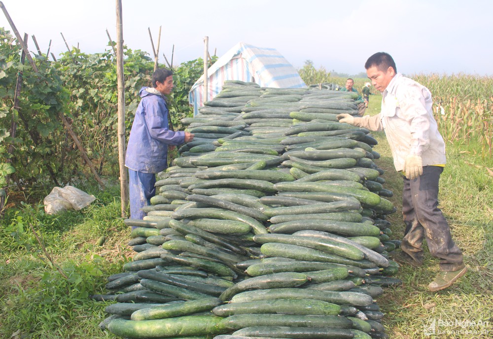Nông dân Anh Sơn trồng bí xanh trái vụ trên đất ruộng đạt giá cao kỷ lục