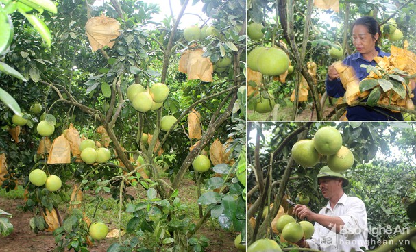 Nông dân Con Cuông được mùa bưởi, thu lãi hàng trăm triệu mỗi vườn