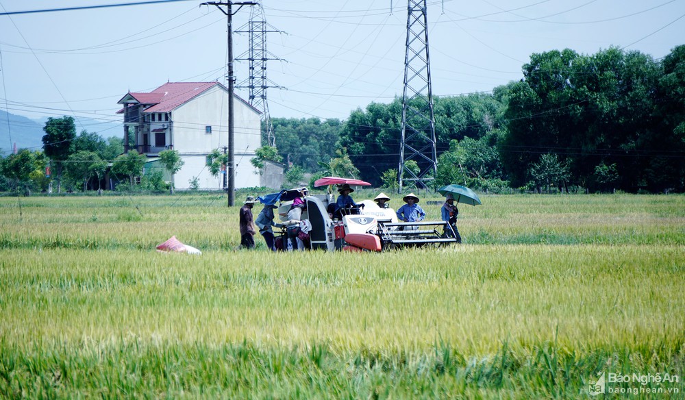 Vì sao Nghệ An vẫn được mùa hè thu dù sản xuất trong nắng nóng kéo dài?