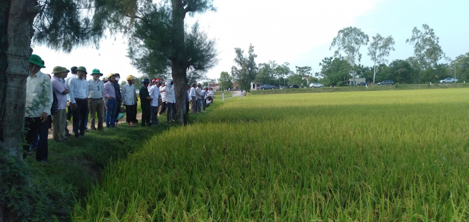 UBND huyện Nam Đàn Tổ chức Hội thảo mô hình sản xuất giống lúa thuần chất lượng cao