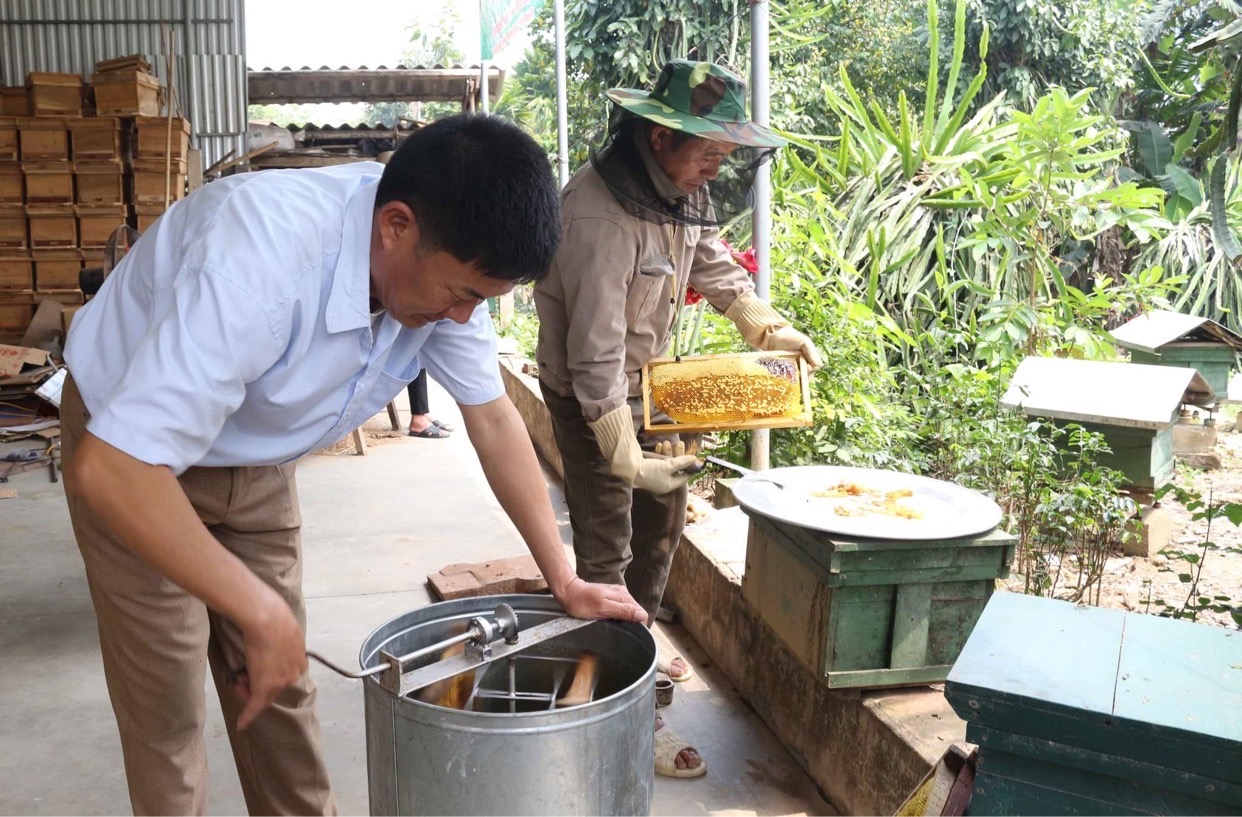 Nghề nuôi ong rừng lấy mật ở xã Nghĩa Bình, huyện Tân Kỳ