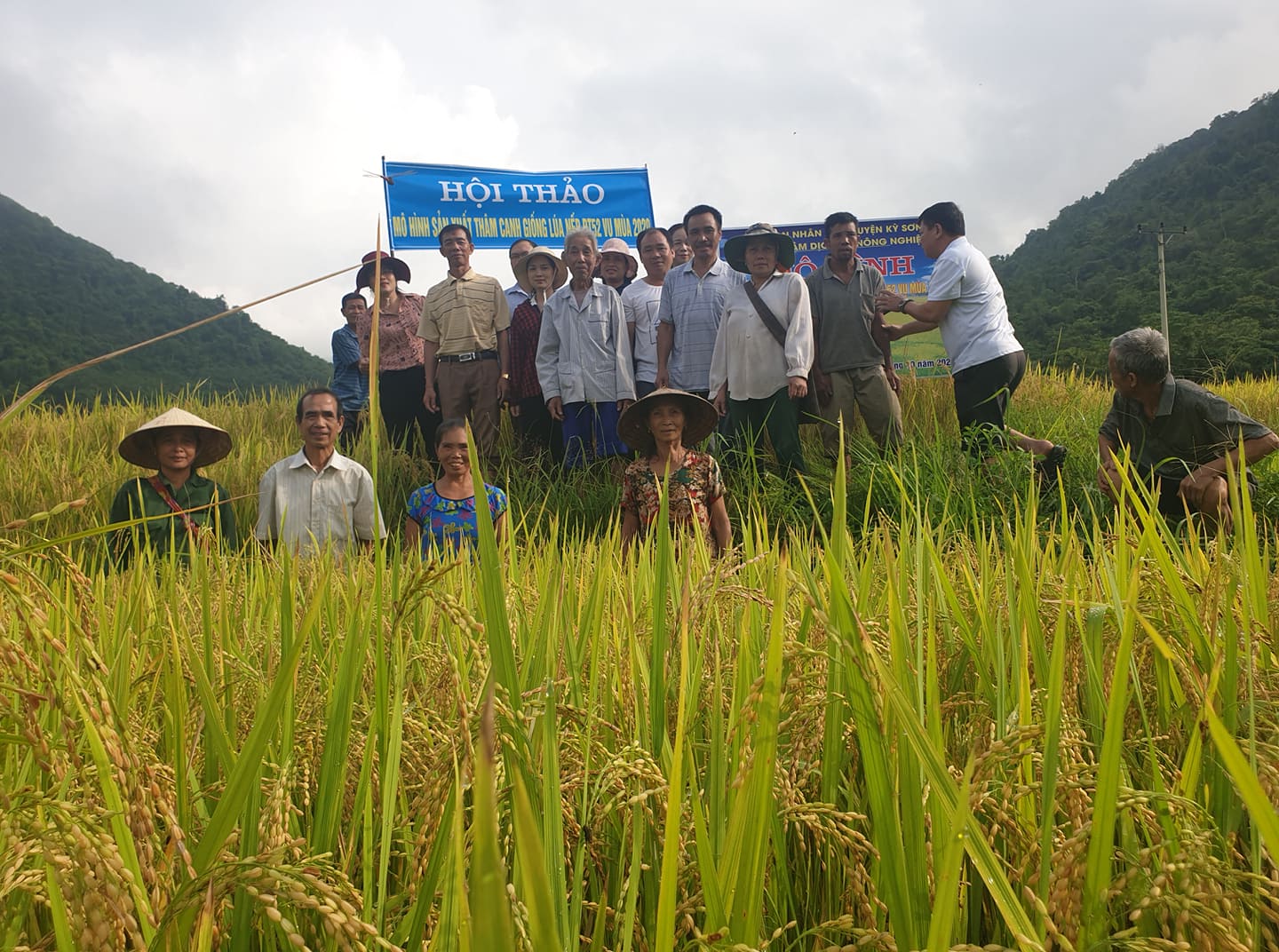 Kỳ Sơn: Hội thảo đầu bờ sản xuất thâm canh giống lúa nếp ĐT 52.