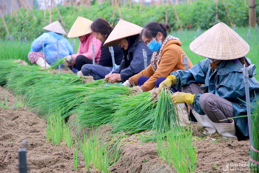 Nông dân Quỳnh Lưu (Nghệ An) năng động làm giàu