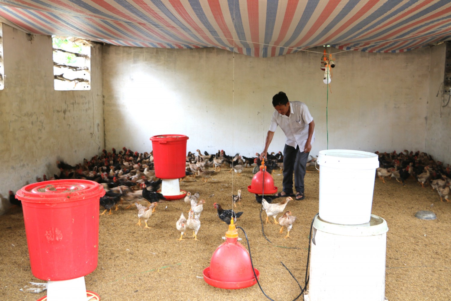 Quỳnh Tân phát triển nhiều trang trại chăn nuôi gà