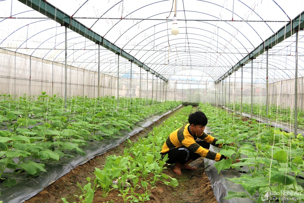 Nông dân Nghệ An tăng cường sản xuất thực phẩm, nông sản an toàn