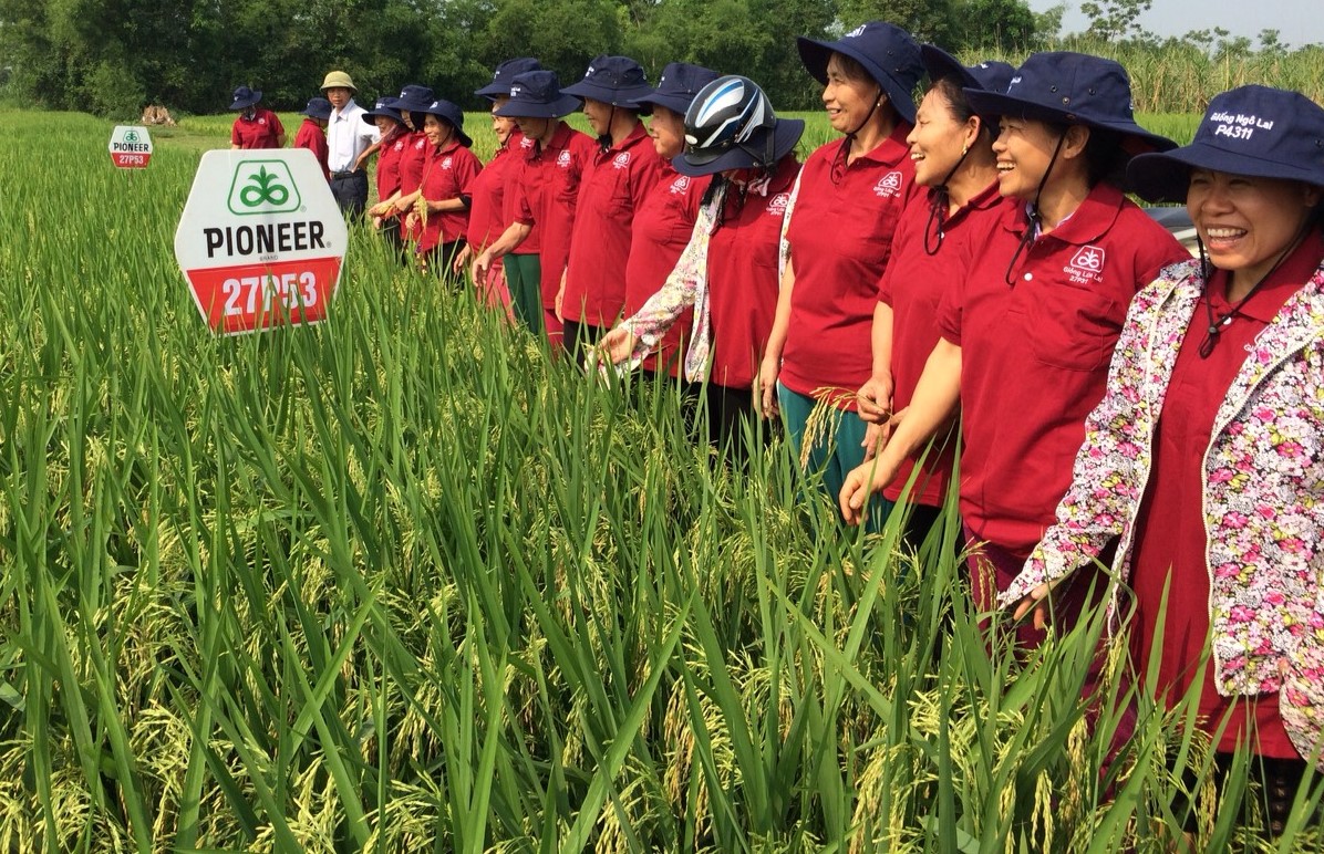 Mỹ ra mắt giống lúa lai chất lượng cao tại Việt Nam