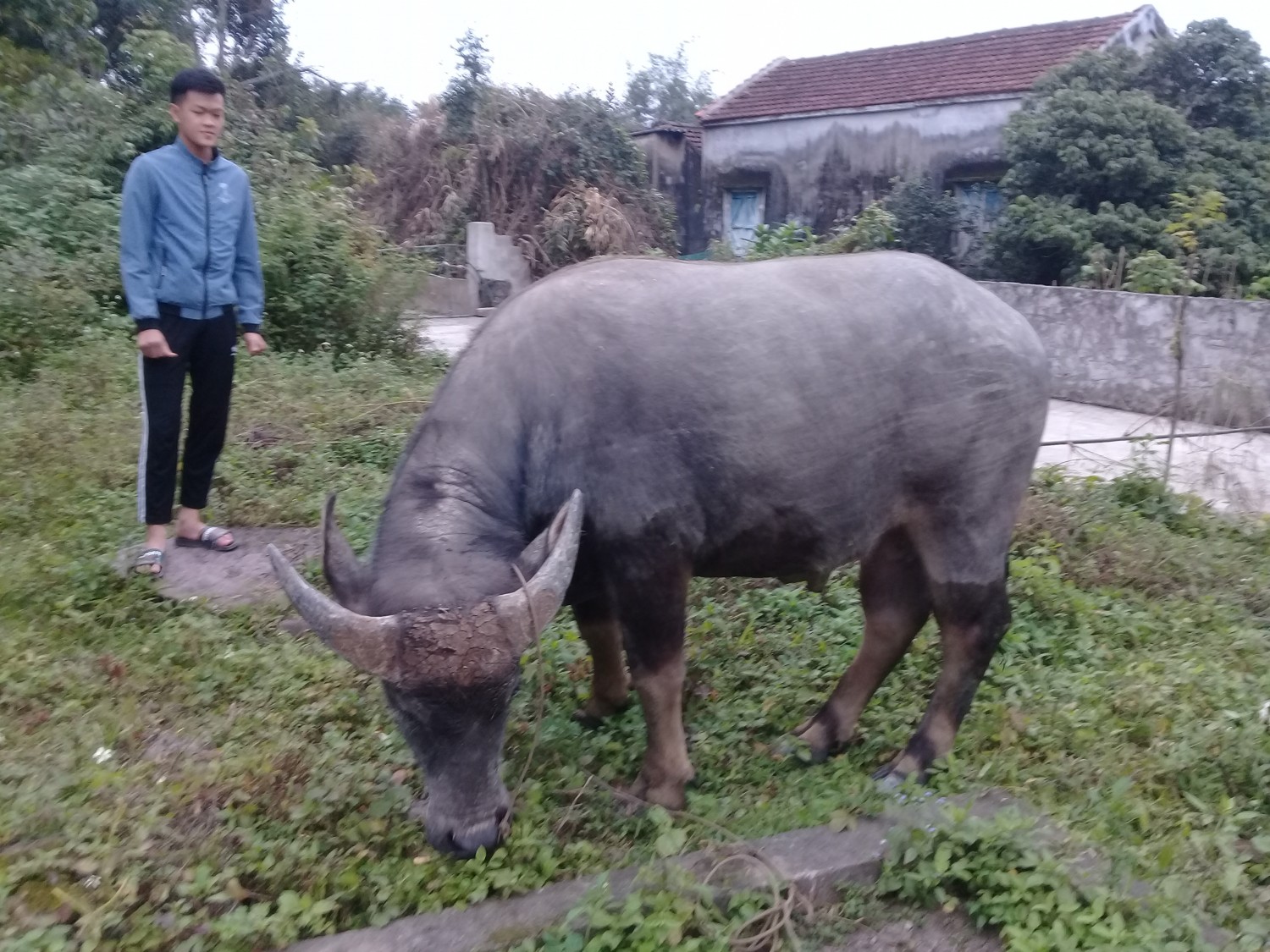 Mô hình chăn nuôi Trâu Bò sinh sản và vỗ béo của nông dân huyện Nghi Lộc cho thu nhập cao