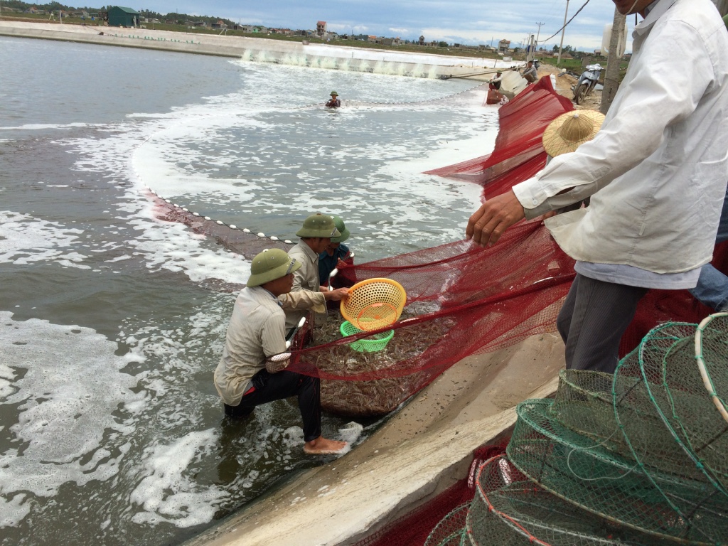 Nuôi trồng thủy sản Nghệ An: Vượt qua khó khăn để về đích