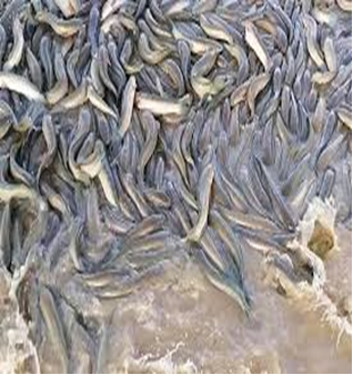 Tp Vinh nuôi thử nghiệm cá lóc đầu nhím gắn với bao tiêu sản phẩm