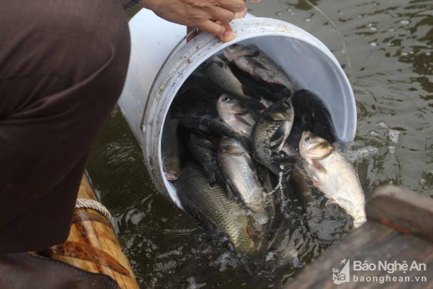 Thả 1 tấn cá giống xuống lưu vực sông Lam