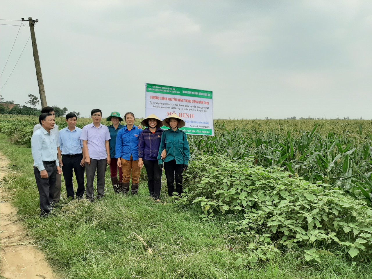 Kết quả mô hình sản xuất ngô nếp thương phẩm vụ Thu Đông năm 2020 tại xã Thượng Tân Lộc - huyện Nam Đàn