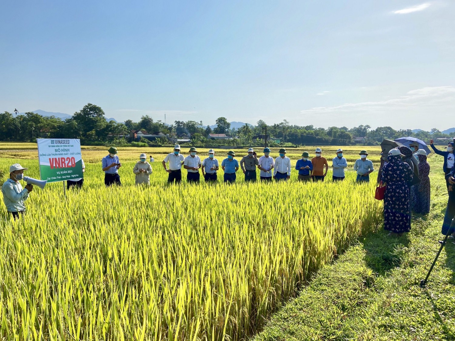 Mô hình cánh đồng mẫu giống lúa thuần mới  năng suất chất lượng cao  tại huyện Quỳ Hợp