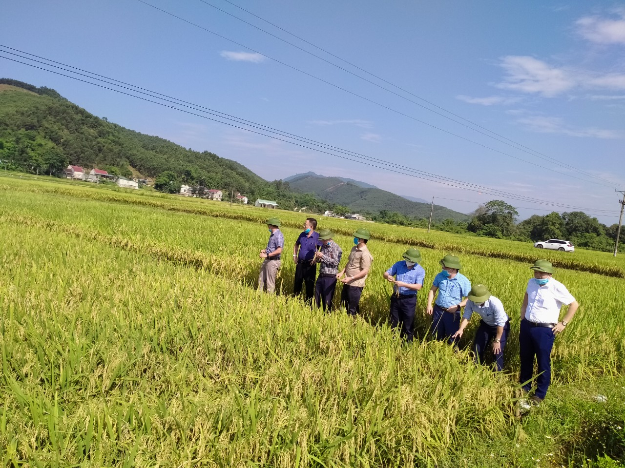 Kiểm tra đo gặt và thống kê năng suất lúa Xuân tại Qùy Hợp