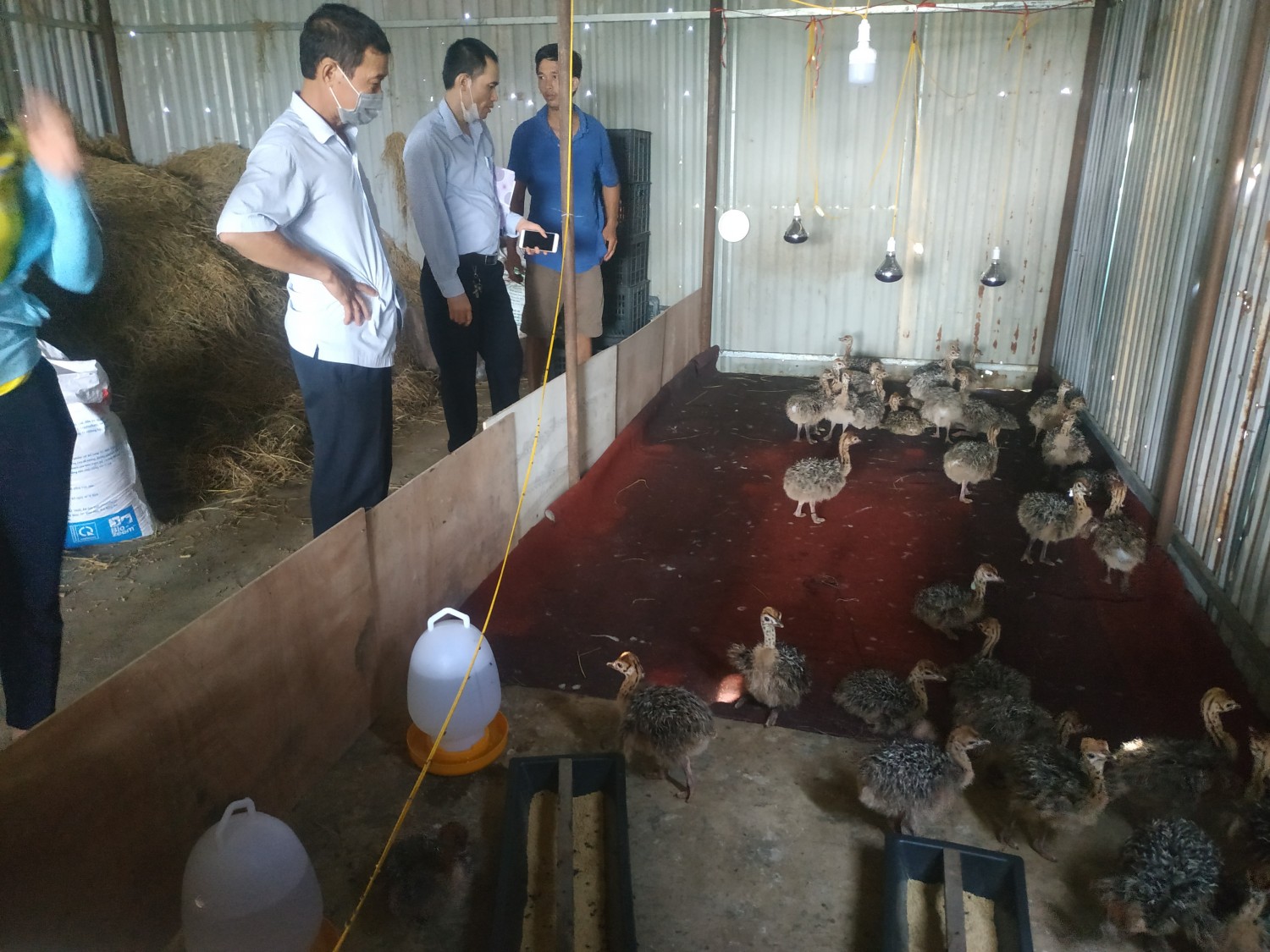 Thành phố Vinh: Bàn giao giống và vật tư mô hình nuôi đà điểu thương phẩm 