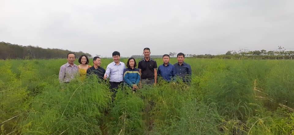 Hiệu quả từ mô hình trồng măng tây xanh tại thị xã Thái Hòa