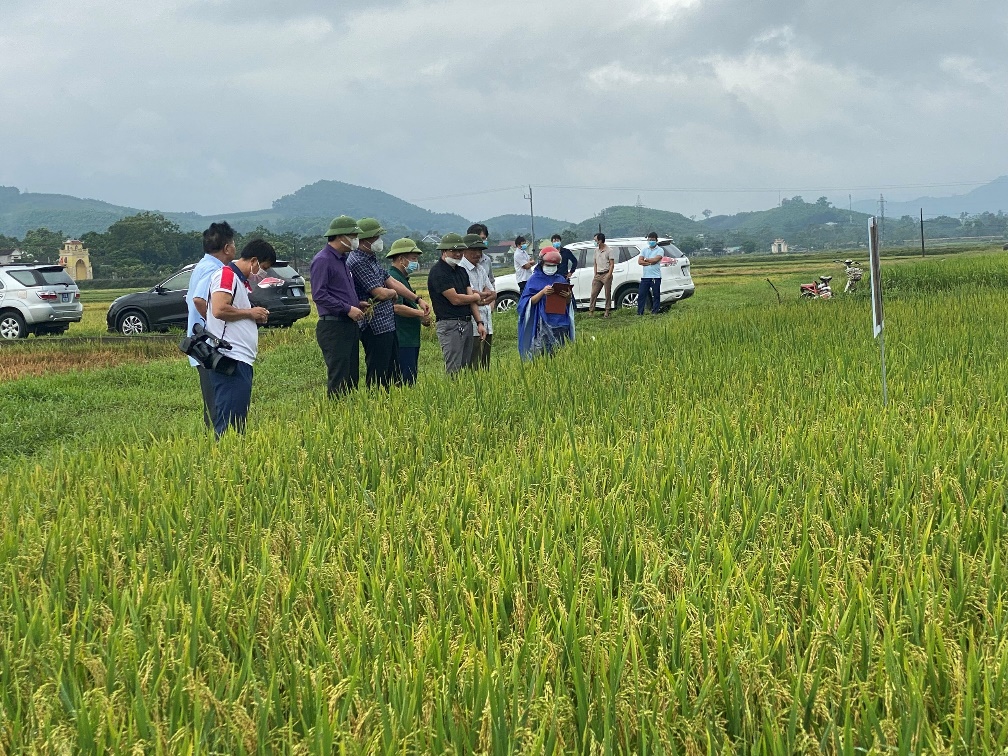 Thành công từ mô hình trồng thâm canh giống lúa thuần chất lượng cao NA6 gắn với liên kết tiêu thụ sản phẩm vụ hè thu năm 2021