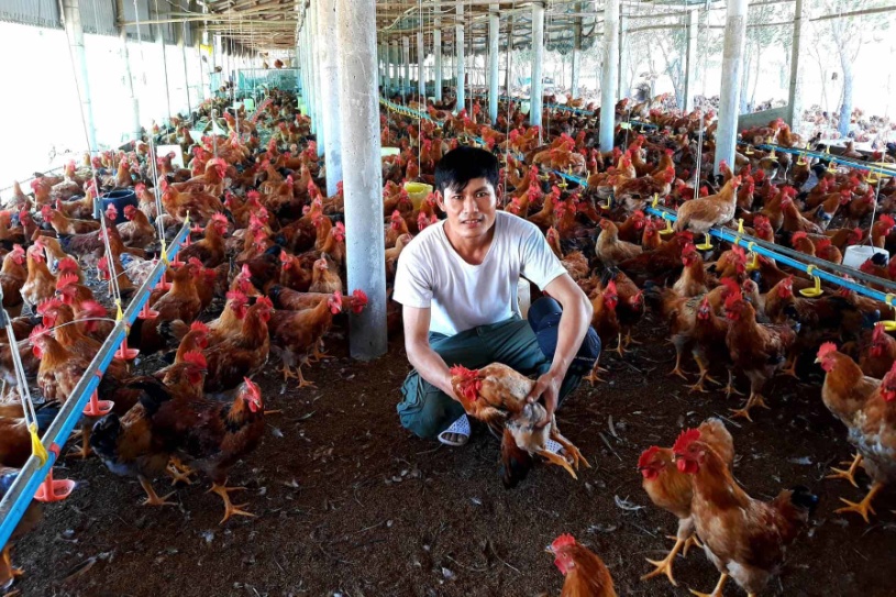 Thu nhập cao từ nuôi gà công nghiệp