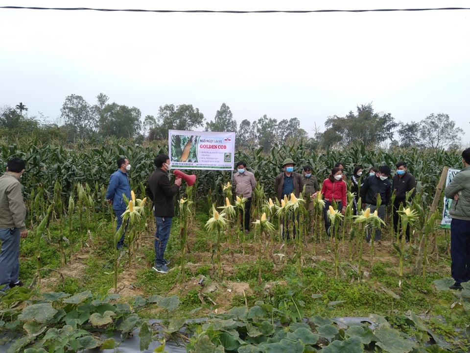 Trung tâm DVNN huyện Nghi Lộc tổ chức hội thảo đầu bờ mô hình trồng giống ngô ngọt lai F1 Golden Cob