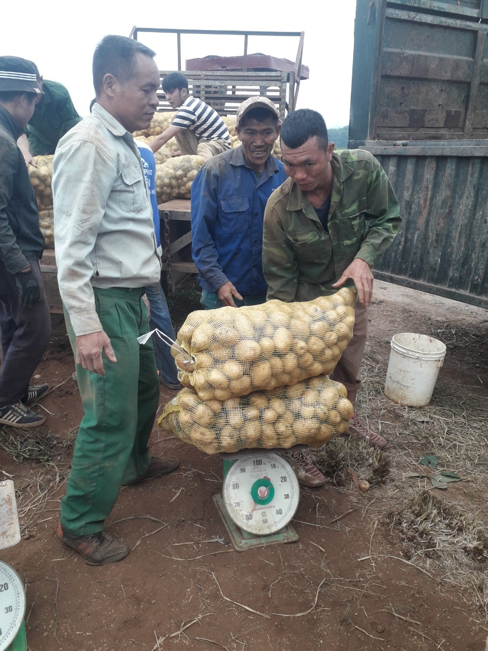 Hiệu quả mô hình liên kết sản xuất khoai tây gắn với tiêu thụ sản phẩm trên đất đỏ bazan tại thị xã Thái Hòa vụ Đông năm 2021