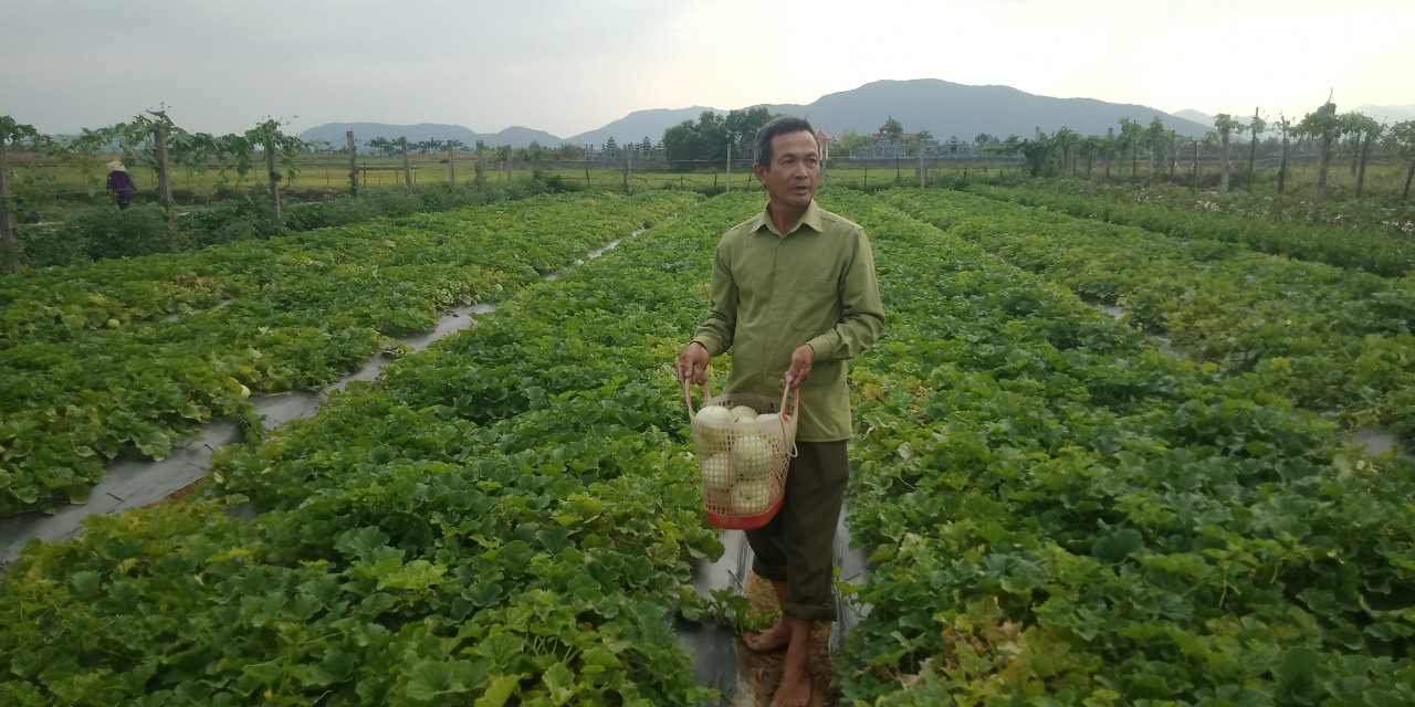Hiệu quả sản xuất cây dưa lê tại xã Nghi Liên, Thành phố Vinh