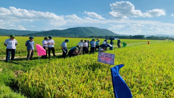 Hội thảo đầu bờ đánh giá tiềm năng năng suất, khả năng thích ứng của giống lúa thuần mới Sao Vàng, Việt Thanh trong vụ hè thu 2022