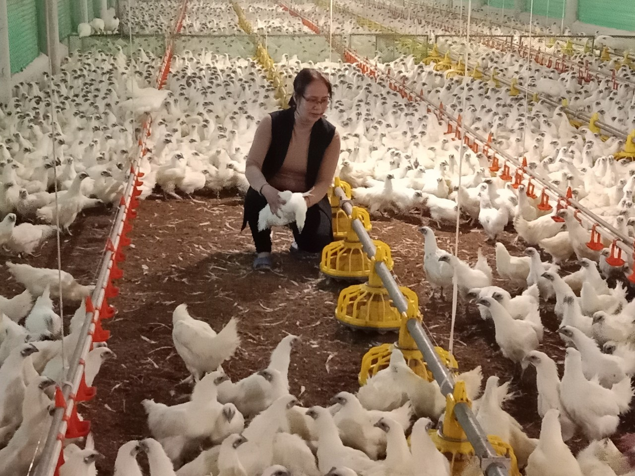Thành công từ mô hình nuôi gà ác ở huyện Nghi Lộc, tỉnh Nghệ An