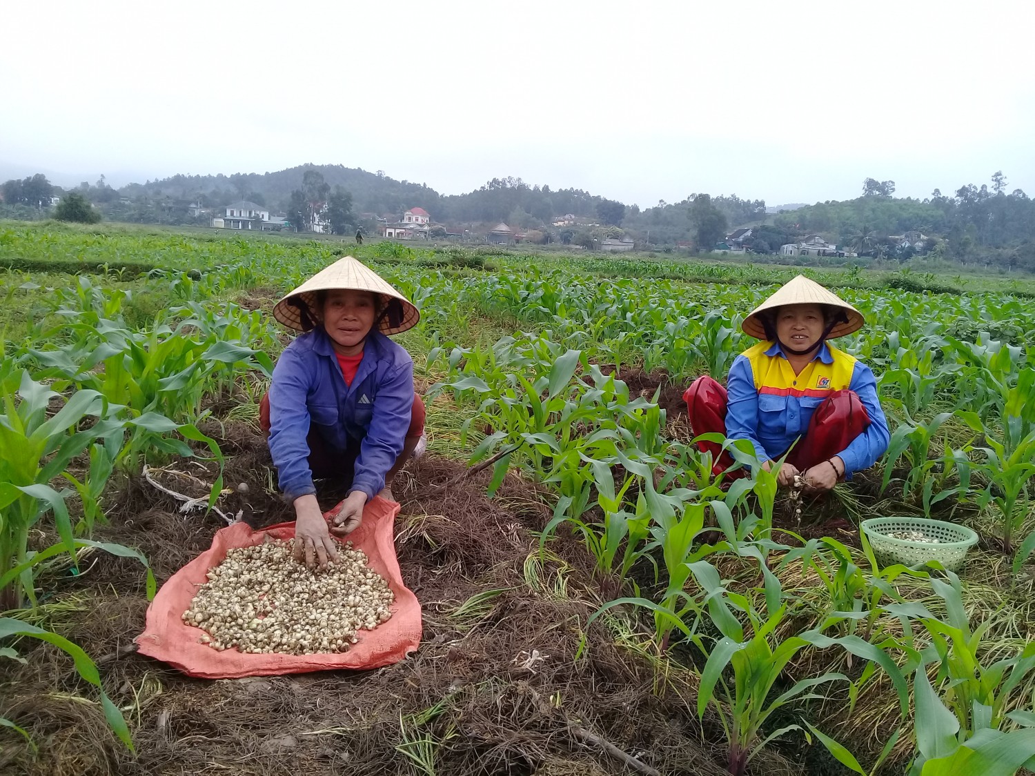 Nông dân huyện Nghi Lộc thu nhập cao từ trồng hành Tăm