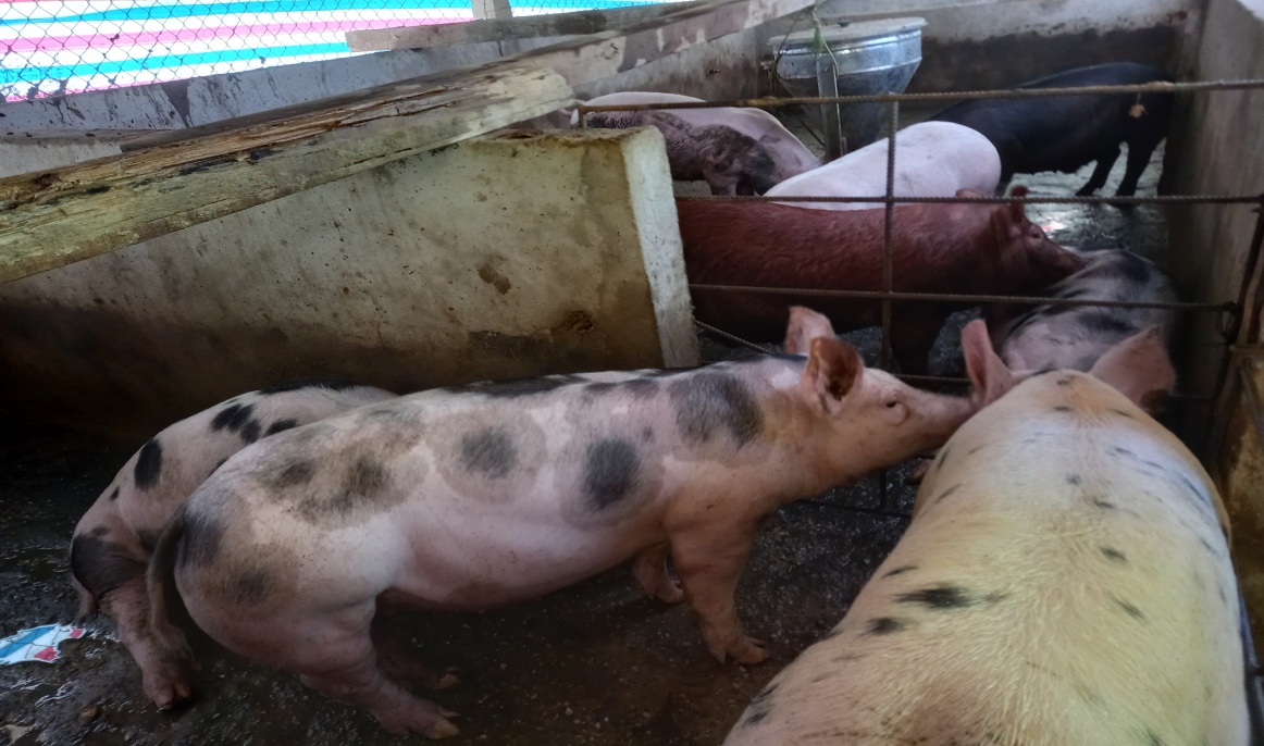 Hiệu quả mô hình chăn nuôi lợn thịt an toàn sinh học tại huyện Quỳ Châu, tỉnh Nghệ An