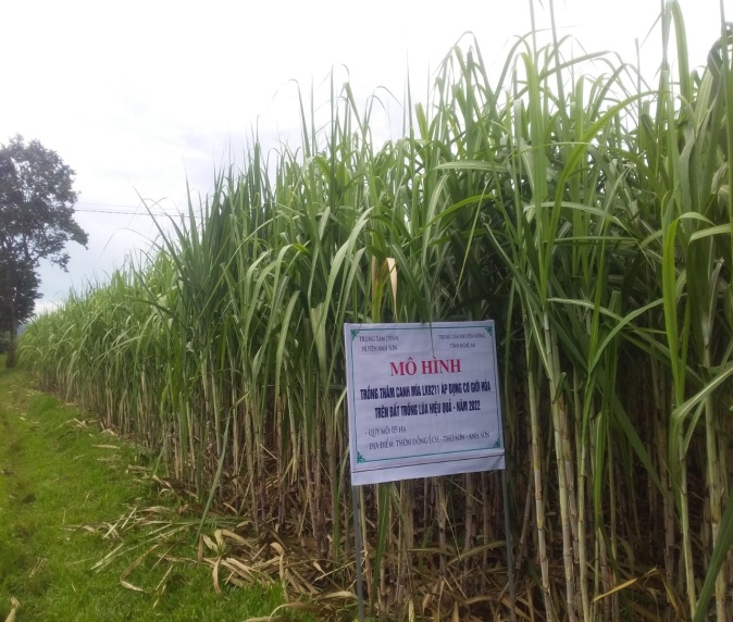 Hiệu quả mô hình trồng thâm canh mía LK9211 áp dụng cơ giới hoá trên đất trồng lúa kém hiệu quả