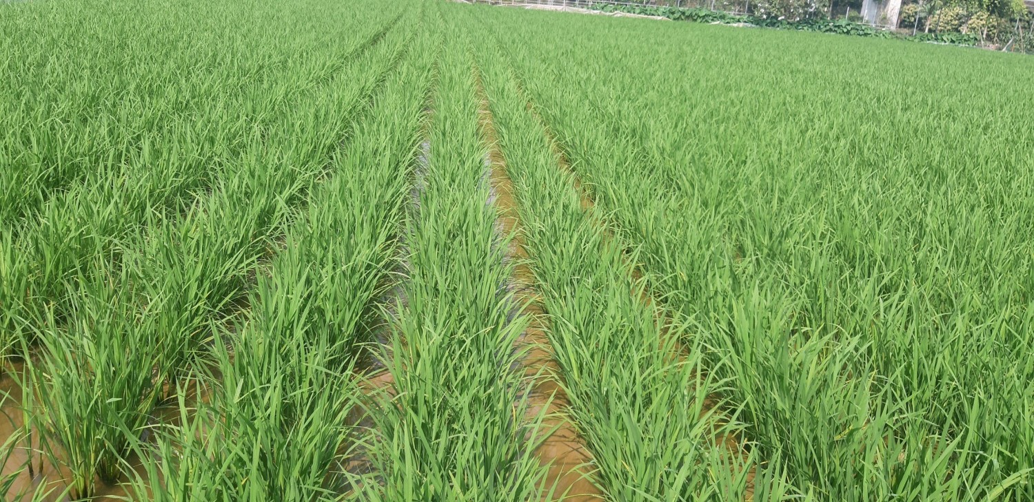 Hiệu quả mô hình cấy lúa theo phương pháp hiệu ứng hàng biên tại Yên Thành