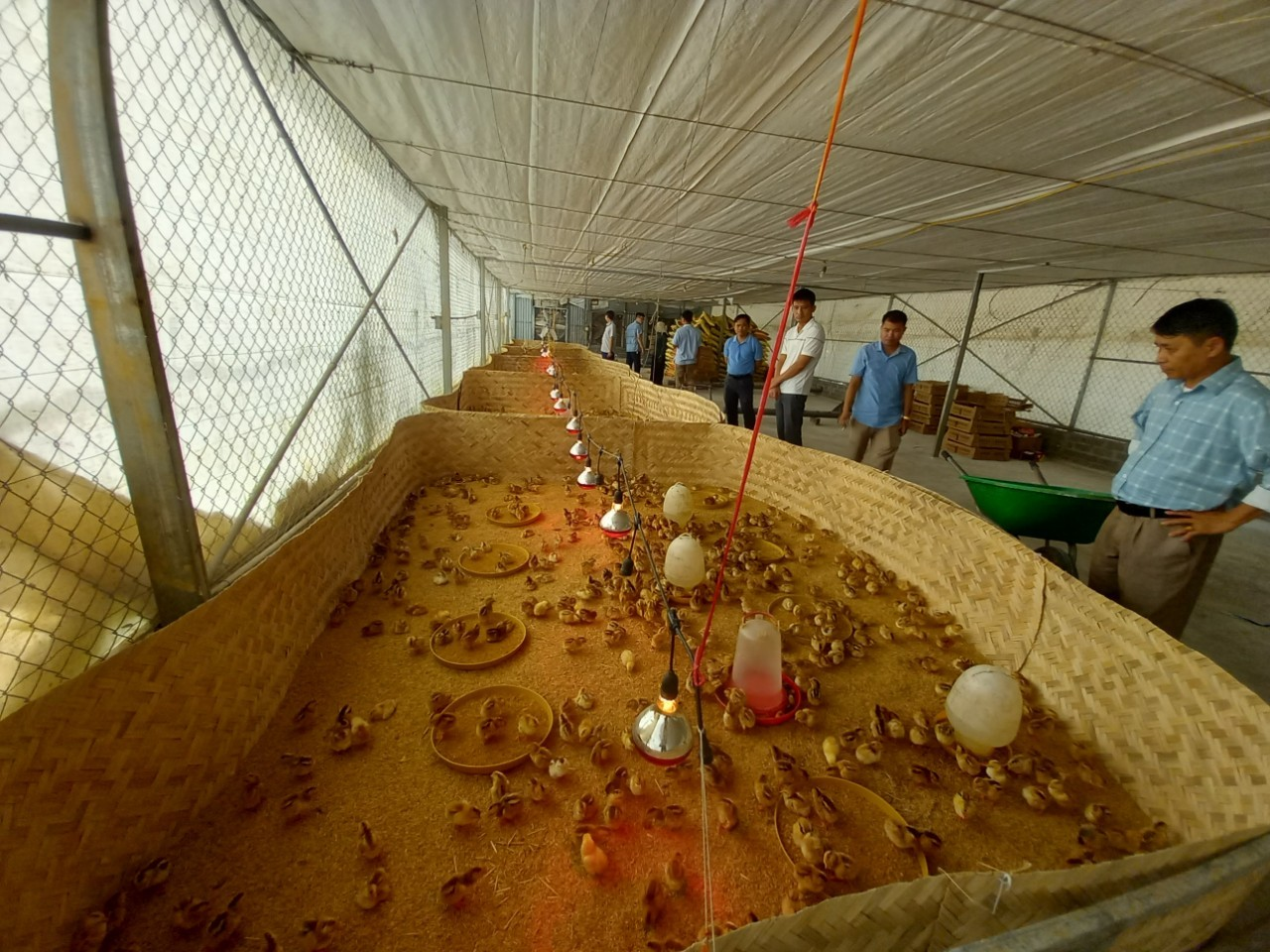 Trung tâm Khuyến nông tỉnh Nghệ An tổ chức cấp giống gà Hồ lai (01 ngày tuổi) và thức ăn hỗn hợp để thực hiện mô hình.