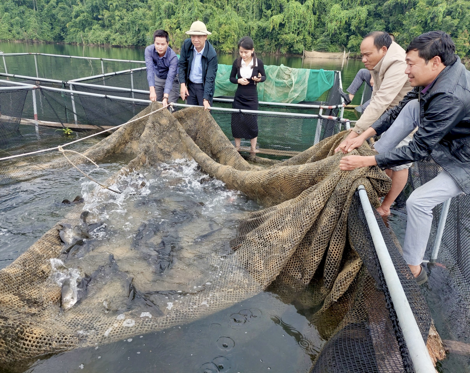 Hiệu quả mô hình: “Nuôi cá Vược thương phẩm trong lồng”