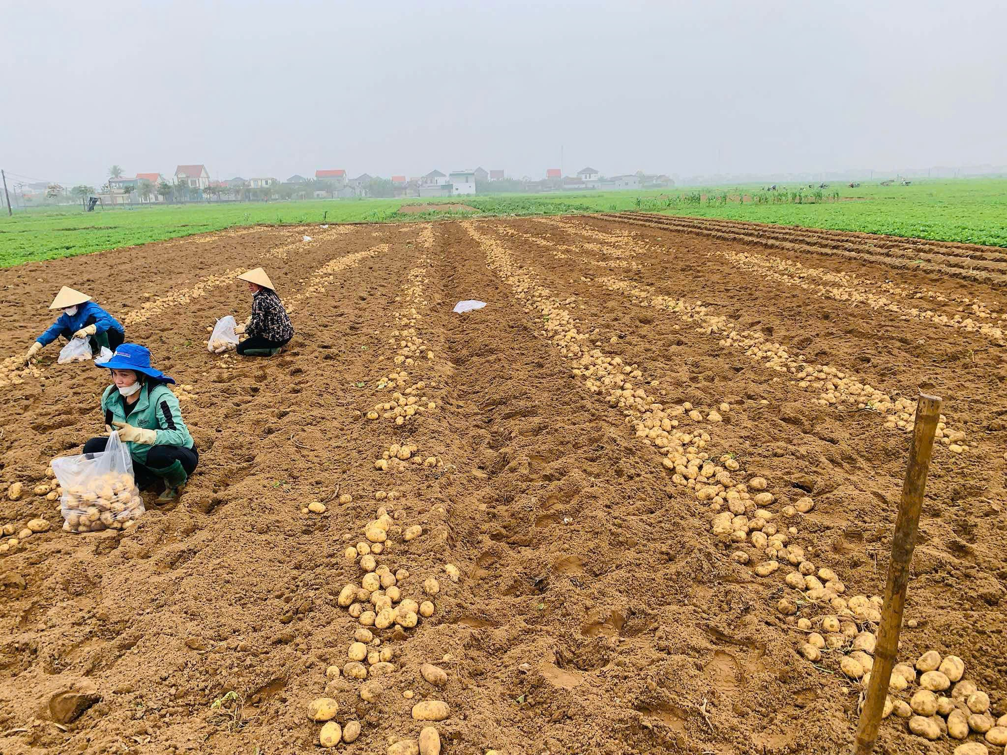 Nông dân Diễn Thịnh huyện Diễn Châu phấn khởi được mùa khoai tây vụ Đông Xuân 2025