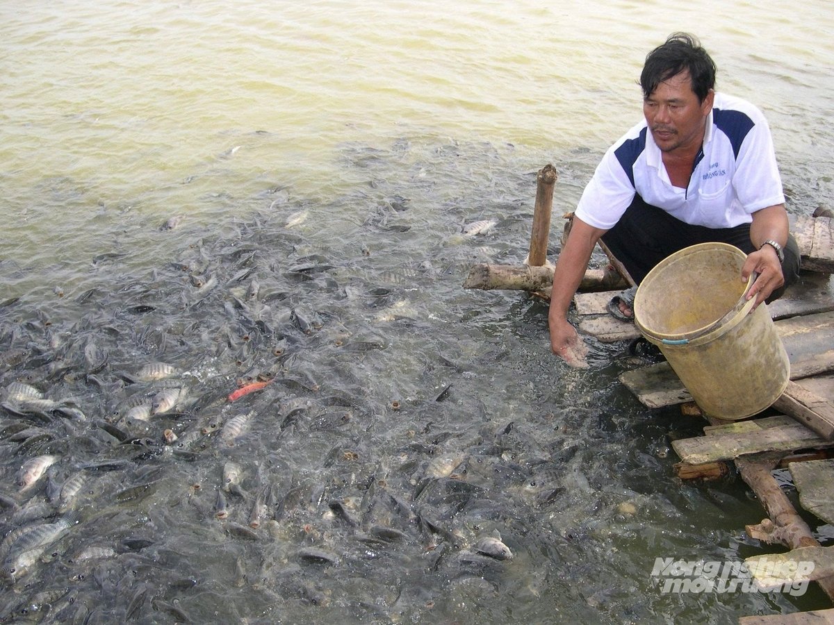 Loài cá dễ nuôi, dễ xuất khẩu, chịu mặn và sạch bệnh